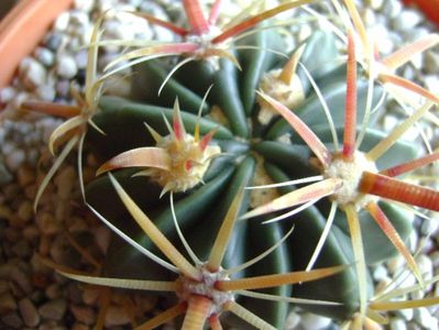 Ferocactus latispinus