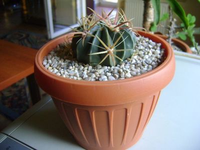 Ferocactus latispinus