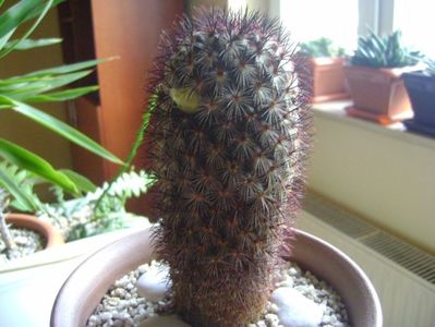 Mammillaria microhelia