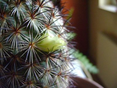 Mammillaria microhelia