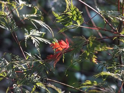 Acer palmatum Seiryu 2 oct 2016