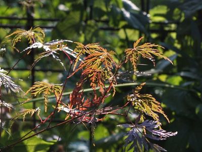 Acer palmatum Seiryu 2 oct 2016a