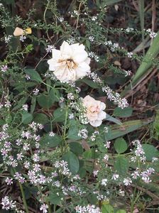 Aster Lady in Black 2 oct 2016