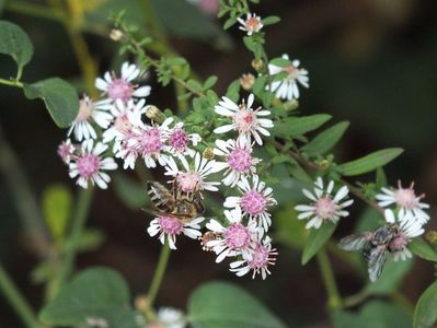 Aster Lady in Black 2 oct 2016a