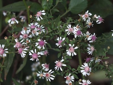 Aster Lady in Black 2 oct 2016b