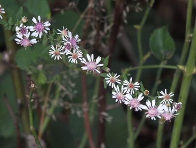 Aster Lady in Black 2 oct 2016c