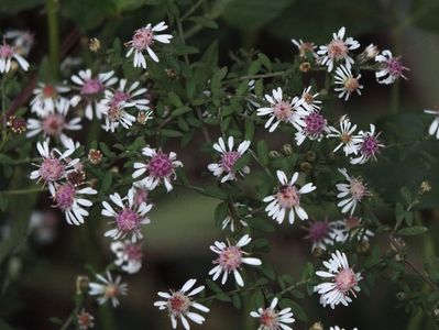 Aster Lady in Black 2 oct 2016d