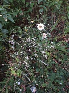 Aster Lady in Black 2 oct 2016e