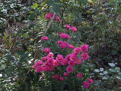 Aster necunoscut 2 oct 2016; posibil Alma Posche sau Jenny
