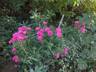 Aster necunoscut 2 oct 2016a