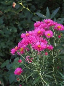 Aster necunoscut 2 oct 2016b