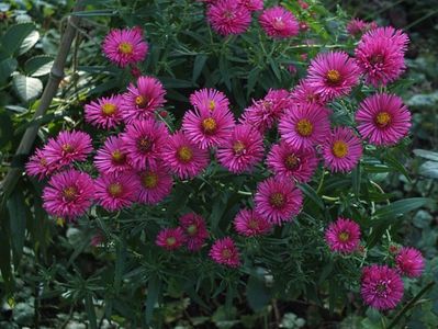 Aster necunoscut 2 oct 2016c