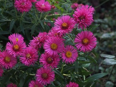 Aster necunoscut 2 oct 2016d