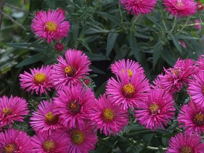 Aster necunoscut 2 oct 2016e