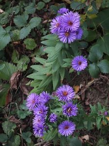 Aster Purple Dome 2 oct 2016