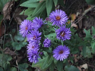 Aster Purple Dome 2 oct 2016a