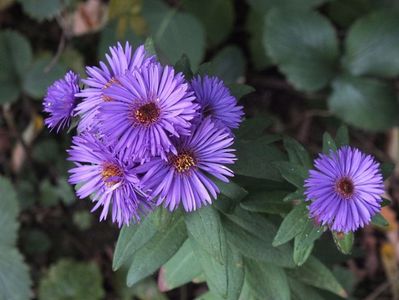 Aster Purple Dome 2 oct 2016b