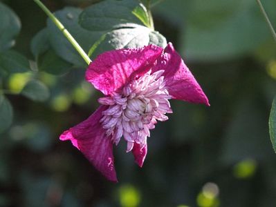 Clematita Avantgarde 2 oct 2016