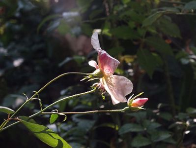 Trandafir Mutabilis 2 oct 2016