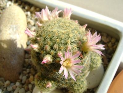 Mammillaria schiedeana ssp. giselae