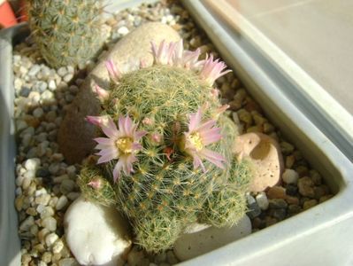 Mammillaria schiedeana ssp. giselae