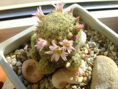 Mammillaria schiedeana ssp. giselae