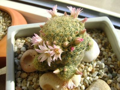 Mammillaria schiedeana ssp. giselae