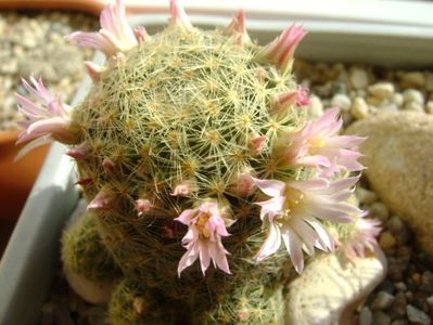 Mammillaria schiedeana ssp. giselae