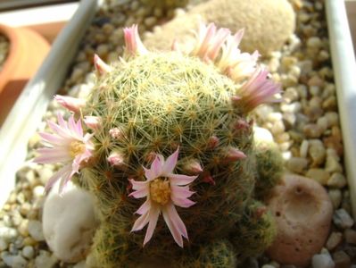 Mammillaria schiedeana ssp. giselae