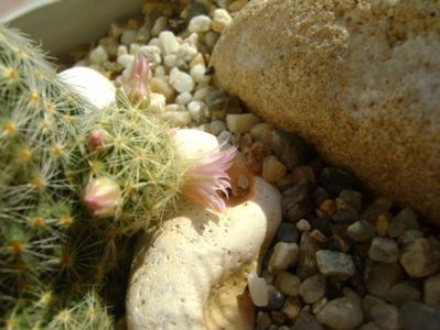 Mammillaria schiedeana ssp. giselae