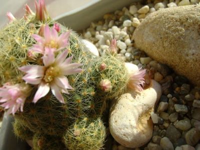 Mammillaria schiedeana ssp. giselae