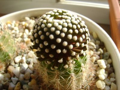 Mammillaria luethyi