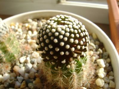 Mammillaria luethyi