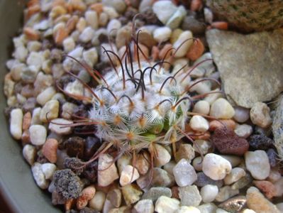 Mammillaria perezdelarosae