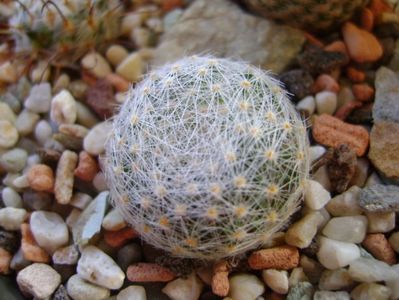 Mammillaria lenta