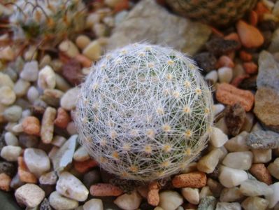 Mammillaria lenta