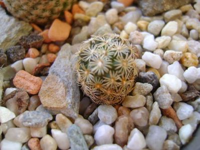 Mammillaria hernandezii