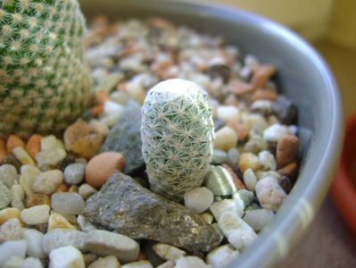 Mammillaria herrerae