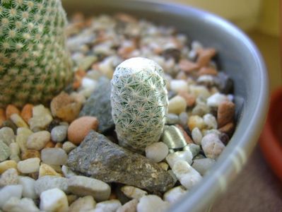 Mammillaria herrerae