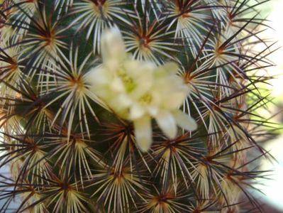 Mammillaria microhelia