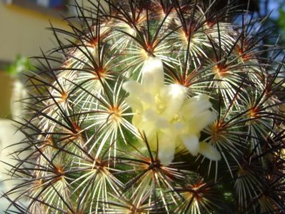 Mammillaria microhelia