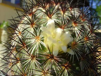 Mammillaria microhelia