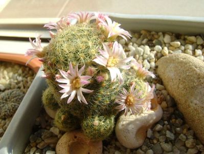 Mammillaria schiedeana ssp. giselae