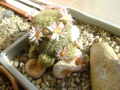 Mammillaria schiedeana ssp. giselae