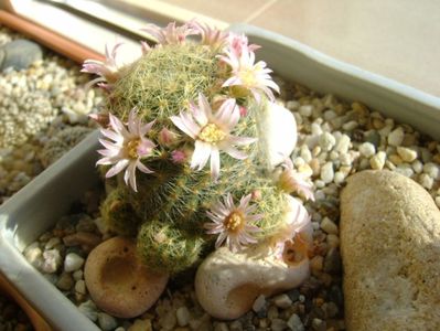 Mammillaria schiedeana ssp. giselae