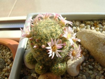 Mammillaria schiedeana ssp. giselae