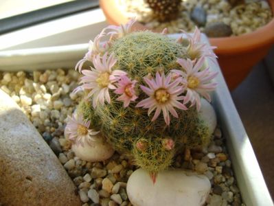 Mammillaria schiedeana ssp. giselae