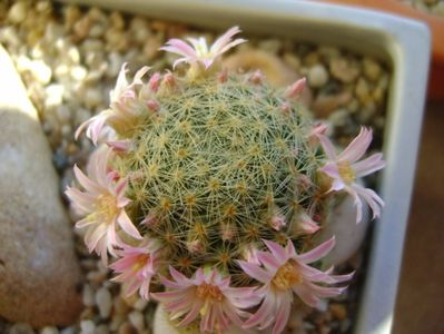 Mammillaria schiedeana ssp. giselae