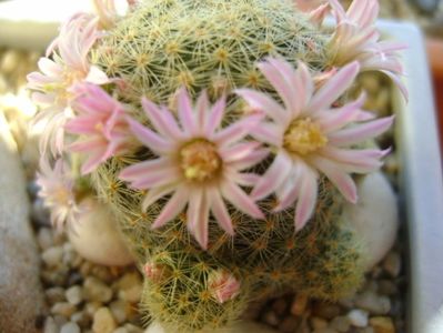 Mammillaria schiedeana ssp. giselae