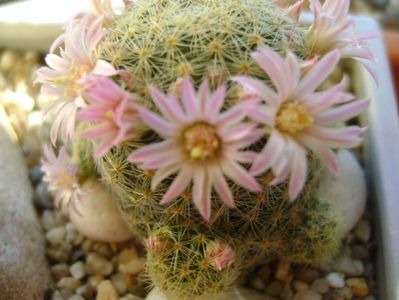 Mammillaria schiedeana ssp. giselae